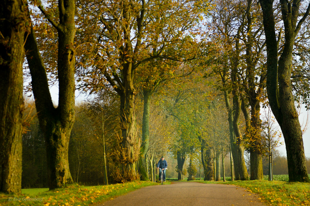 Cyclist in avenue