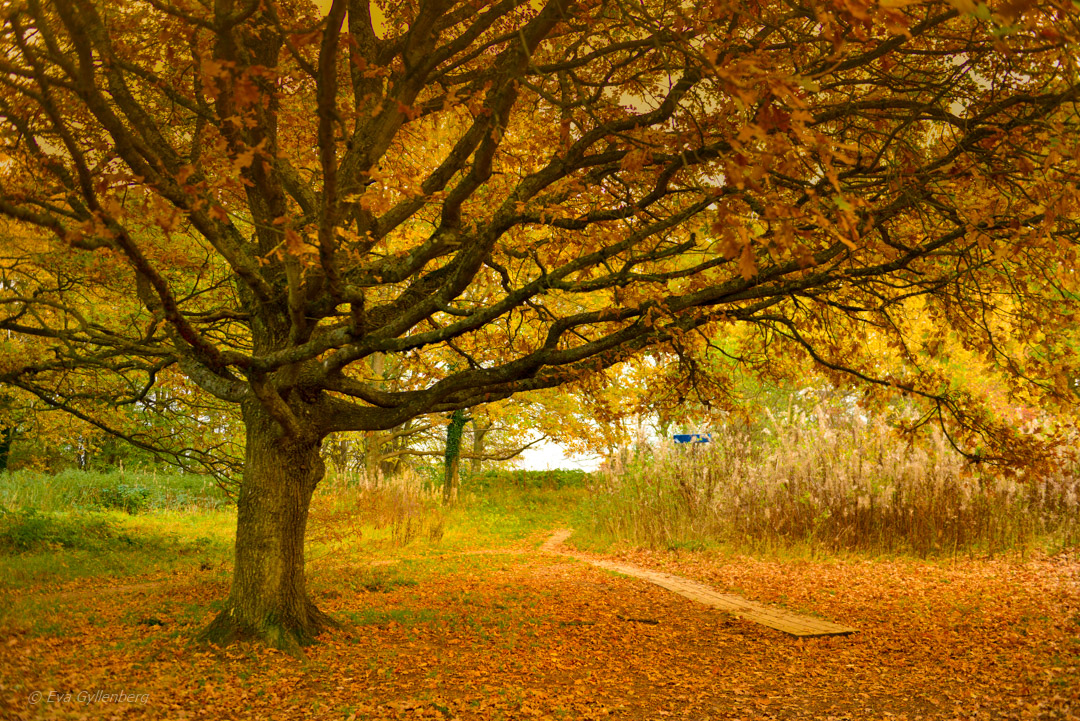 Autumn in the forest
