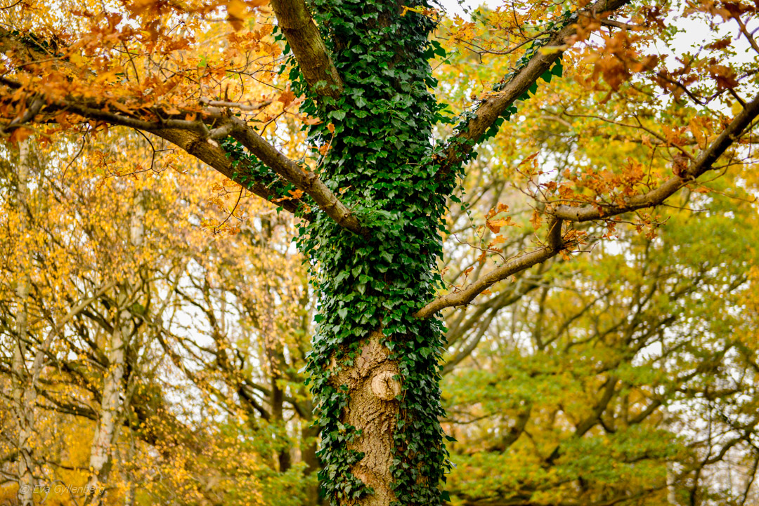Ivy in autumn foliage