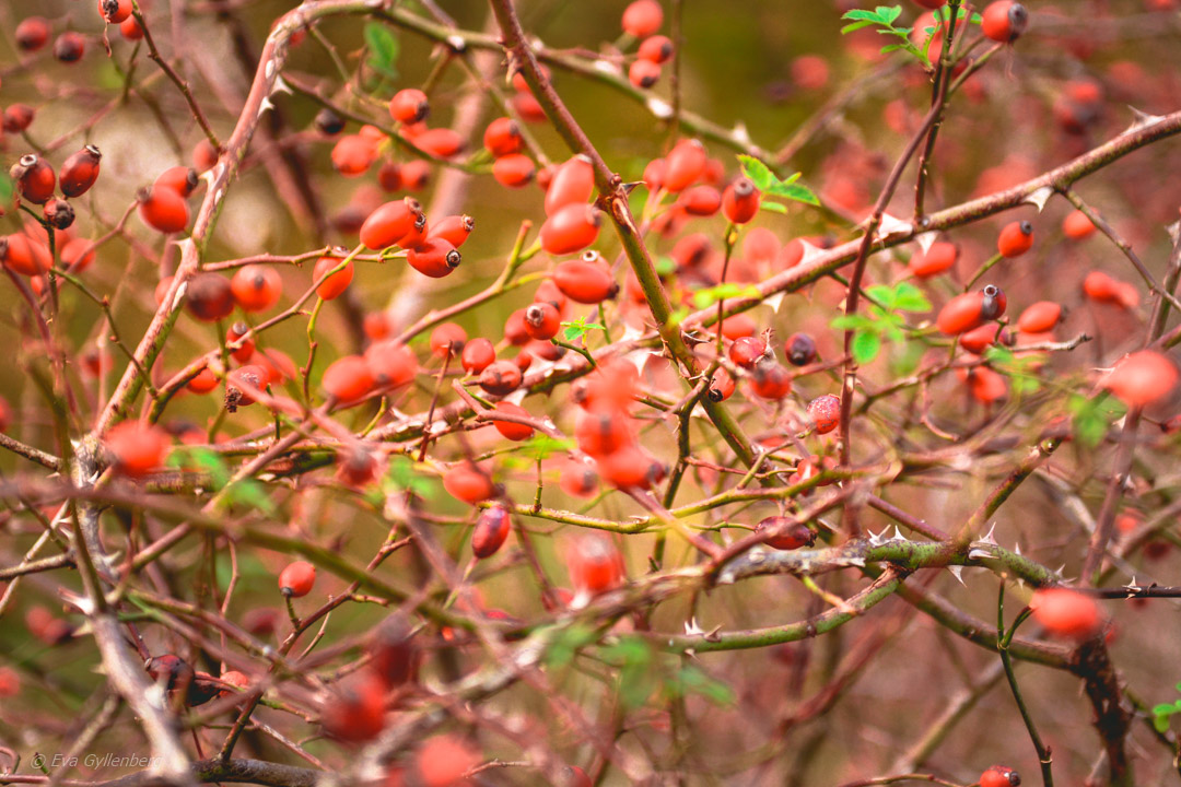 Rosehips in autumn Scania