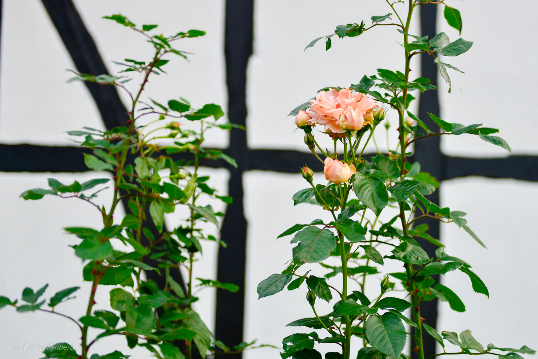 Roses in November