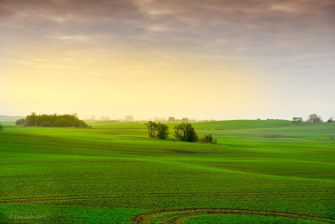 Spring green meadows in November