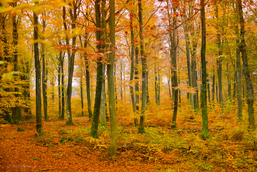 Autumn in the forest