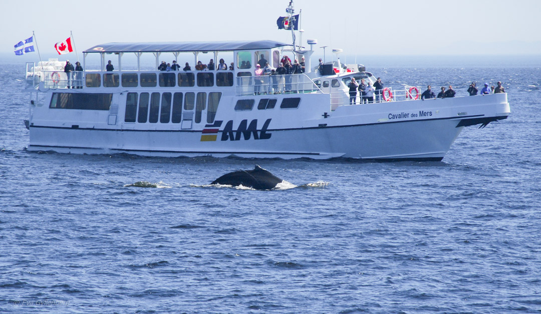 Whale watching in Baie Sainte-Catherine