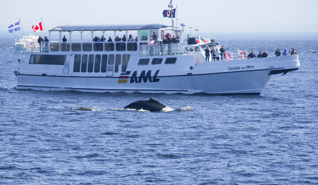 Valskådning i Baie Sainte-Catherine
