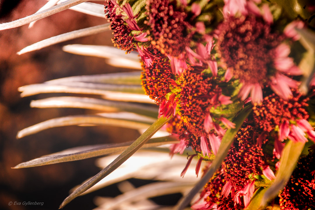 Silversword plantan, en av världens ovanligaste blommor