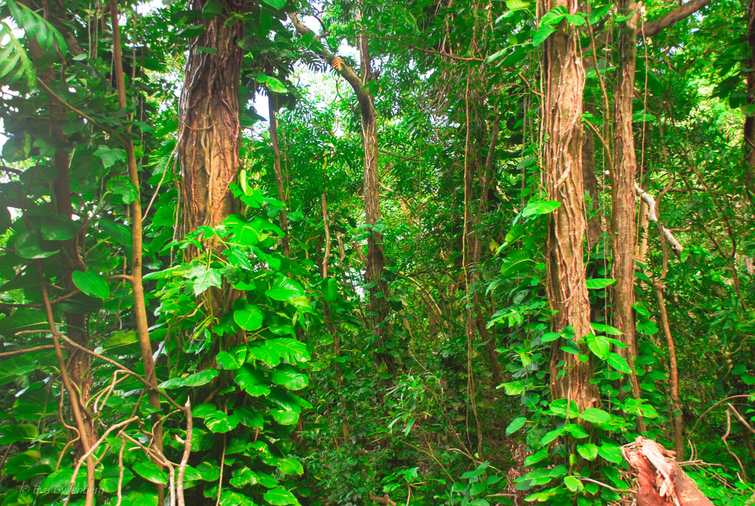 Road to Hana