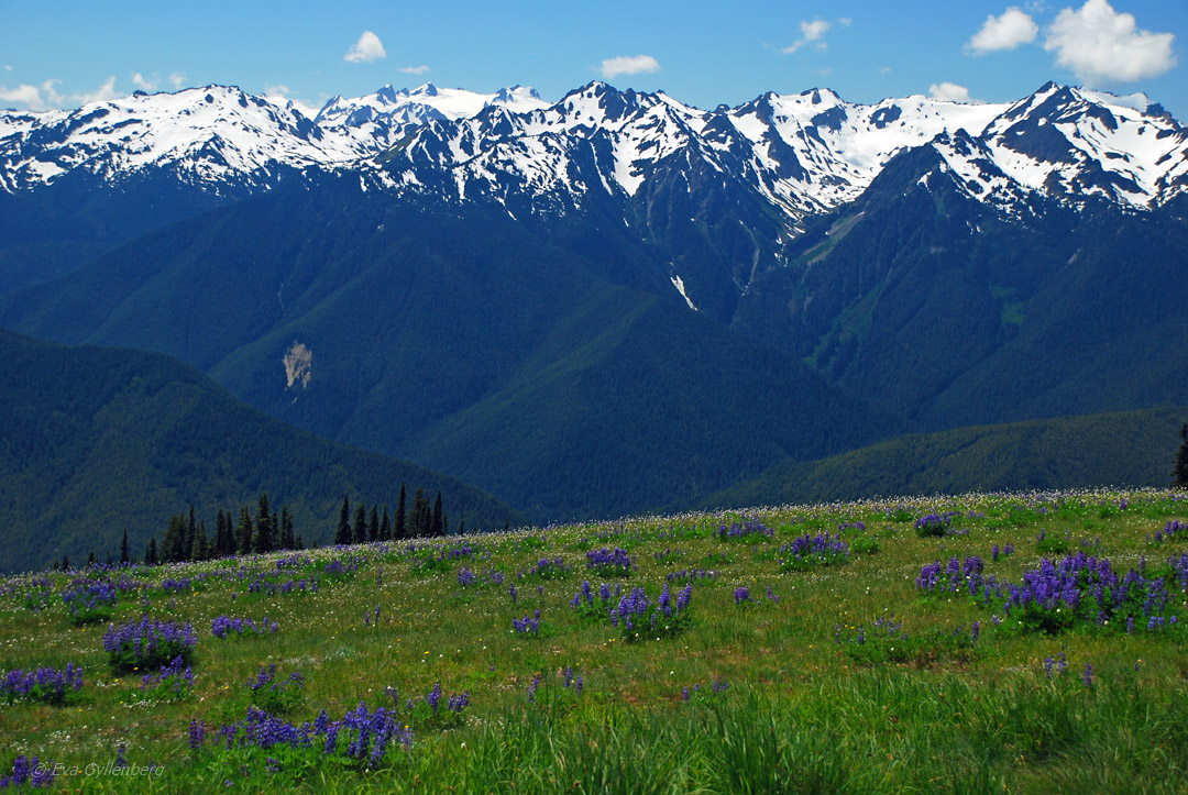 Olympic National Park - Hurricane Ridge