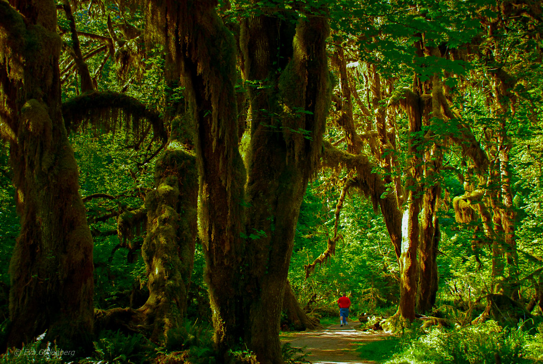 Hoh rainforest - Olympic National Park - Washington - USA