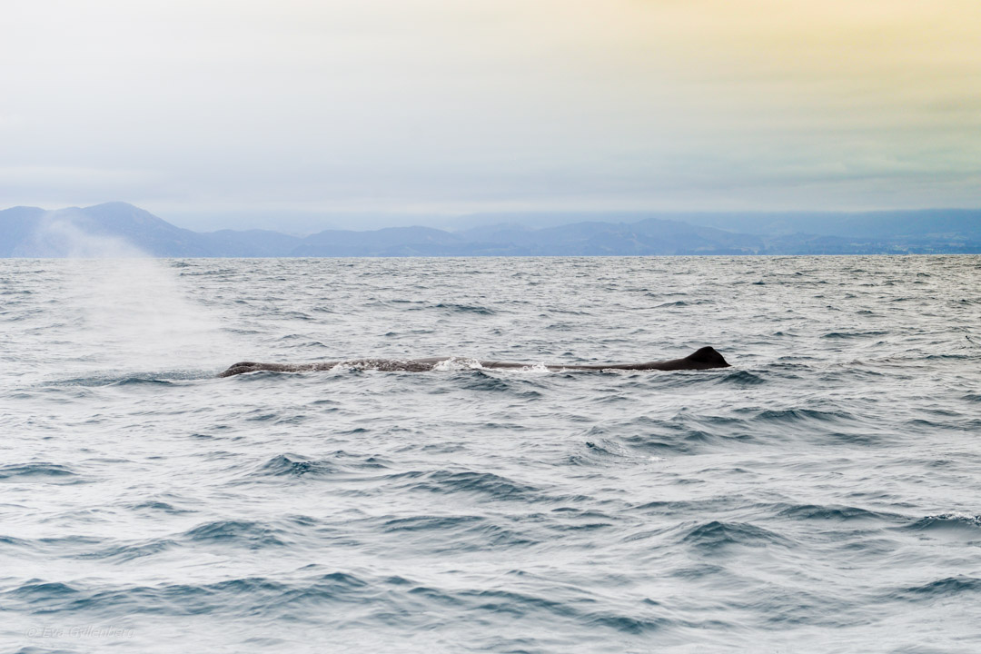 Kaikoura Valskådning
