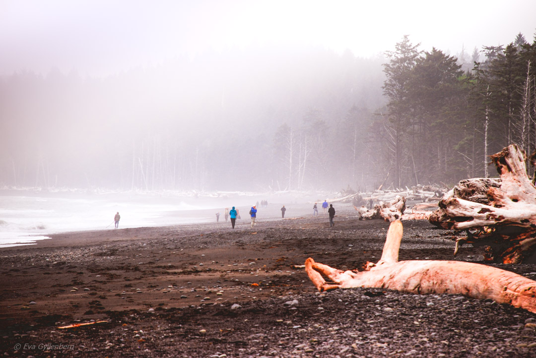 Olympic National Park