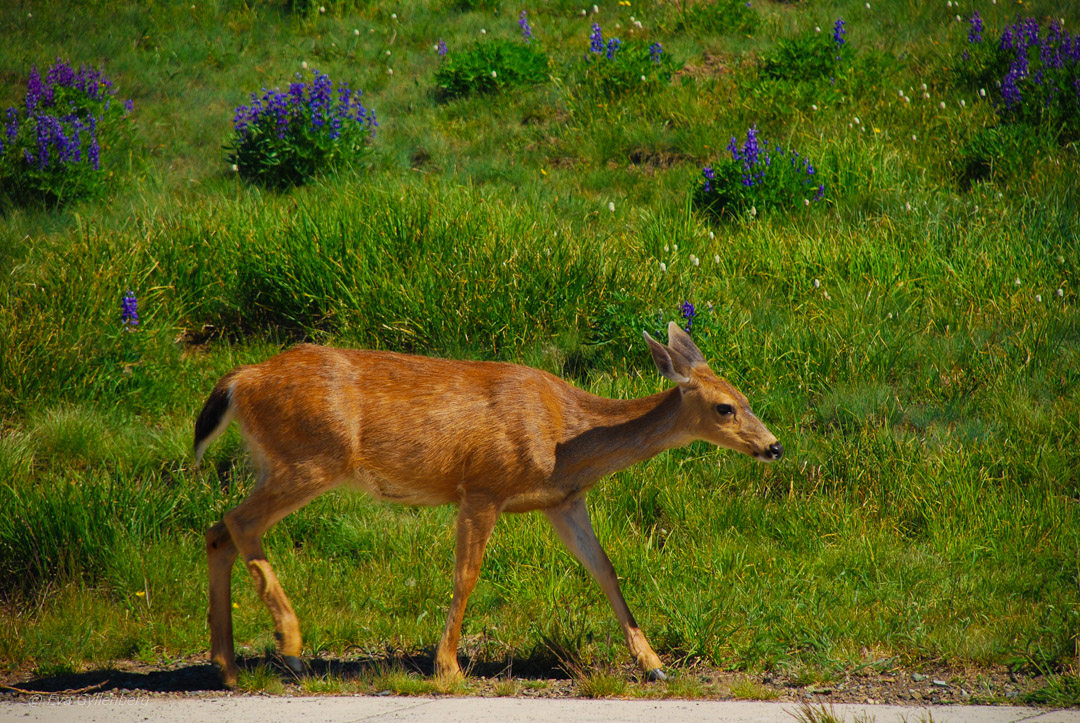 Olympic National Park - Hurricane Ridge
