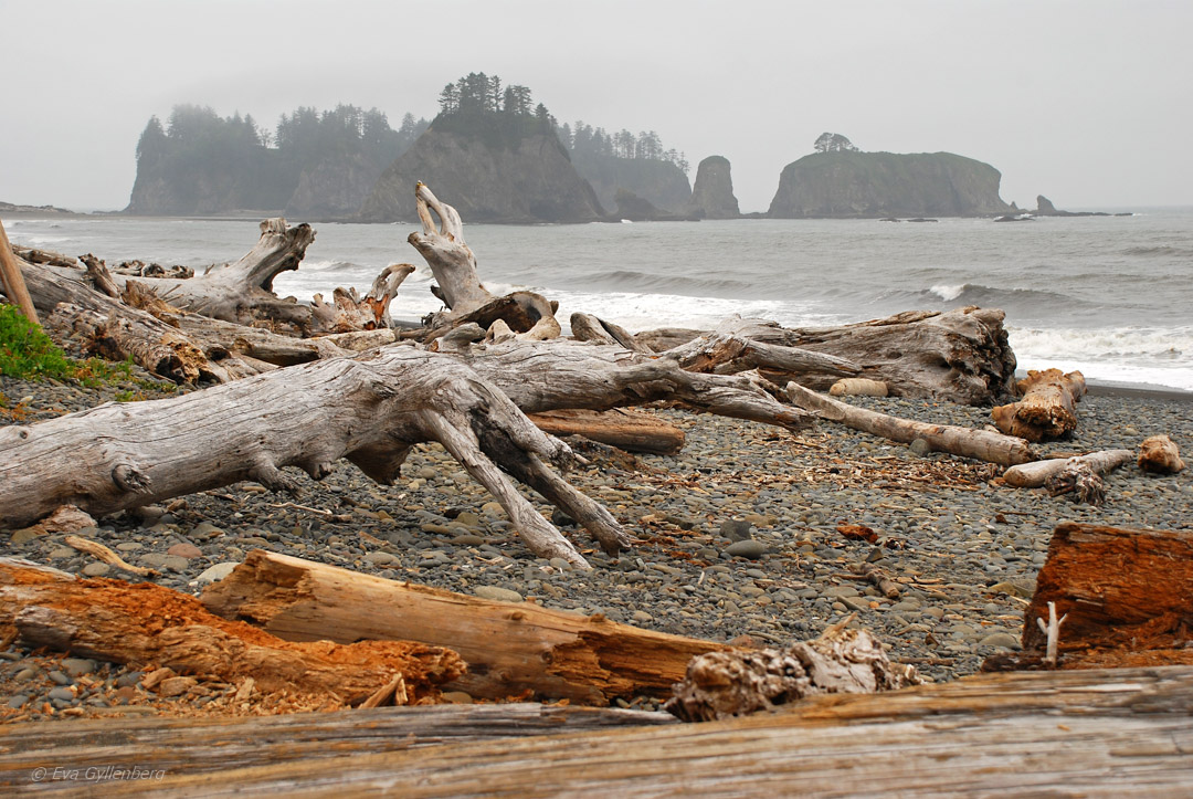 Olympic National Park 