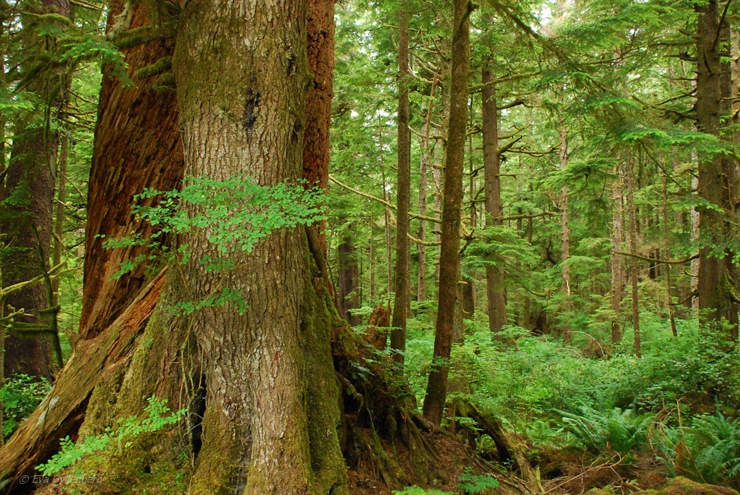 Olympic National Park 