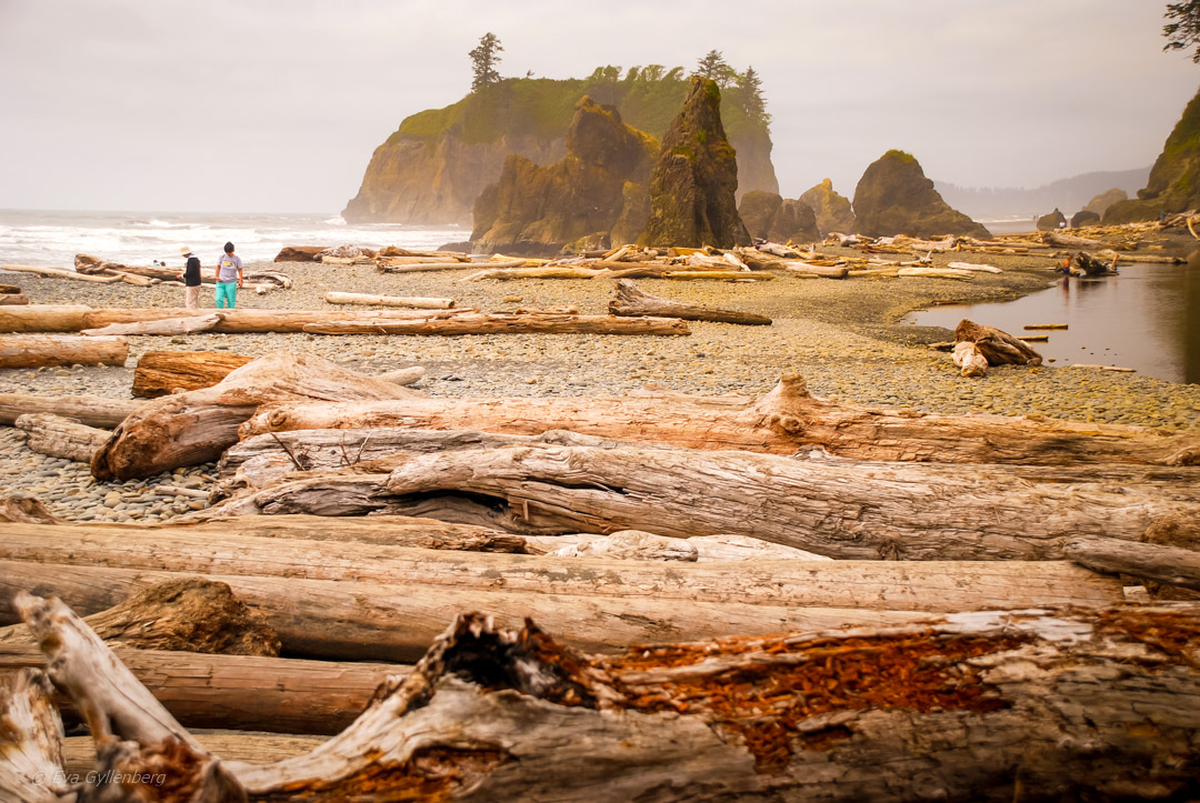 Ruby beach Olympic National Park