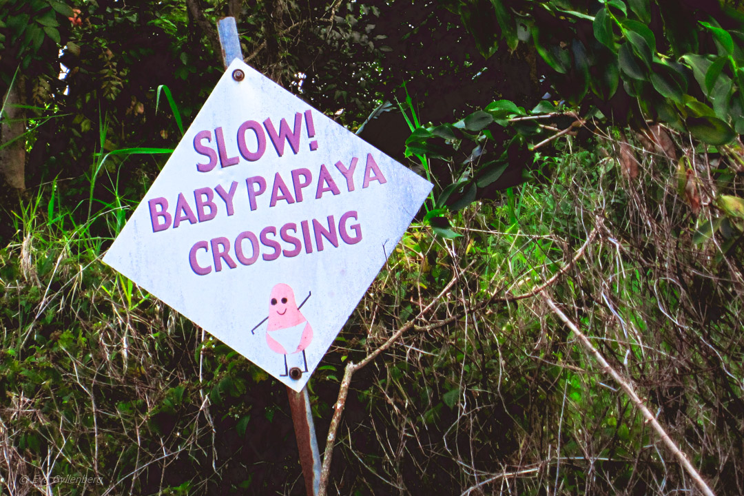 Road to Hana - Maui - Hawaii
