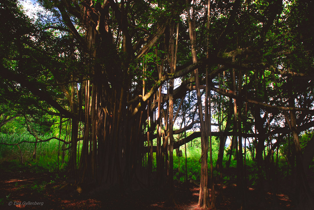 Road to Hana - Maui - Hawaii
