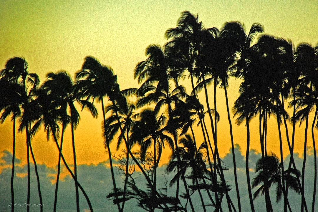Solnedgång palmer - Road-to-Hana-Maui-Hawaii
