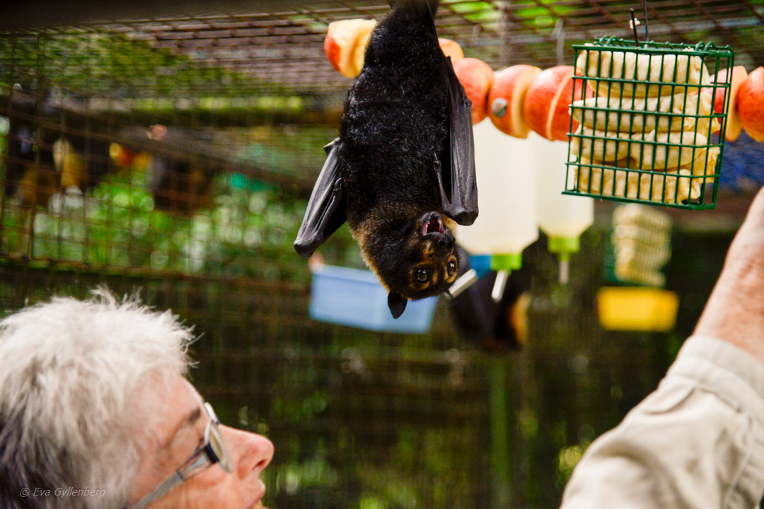 Tolga Bat Hospital 