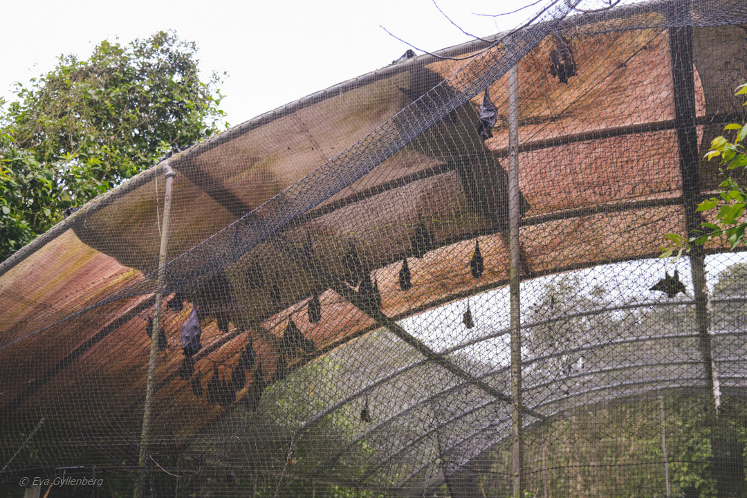 Tolga Bat Hospital 
