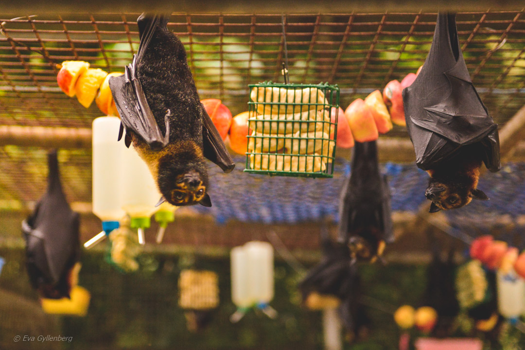 Tolga Bat Hospital 