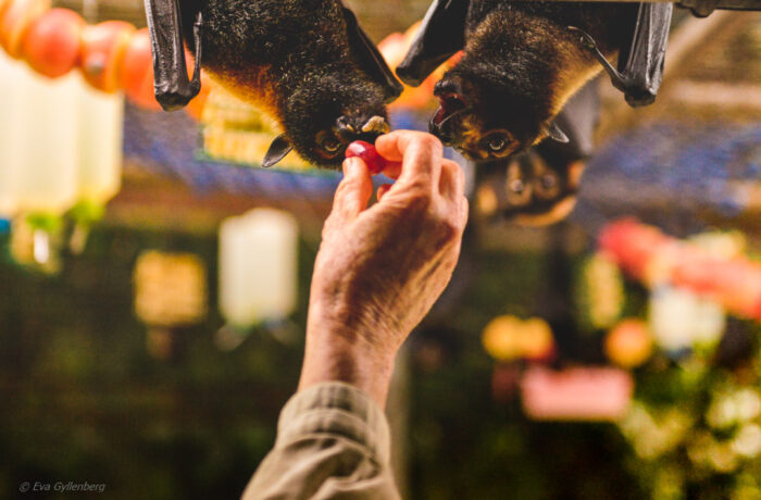Tolga Bat Hospital - Queensland - Australia