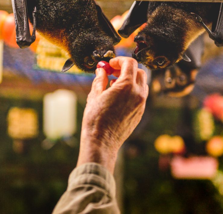 Tolga Bat Hospital - Queensland - Australia