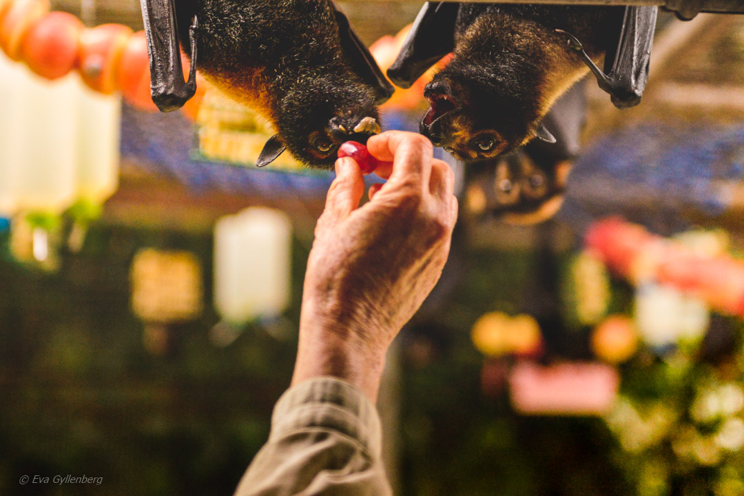 Tolga Bat Hospital - Queensland - Australia