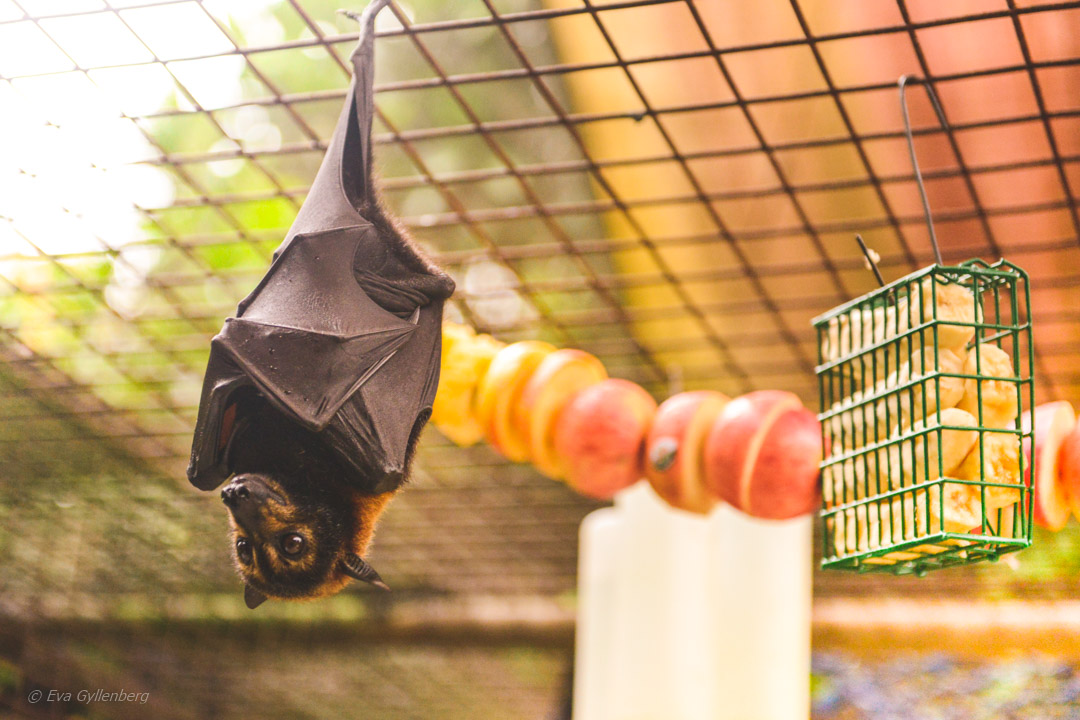 Tolga Bat Hospital 
