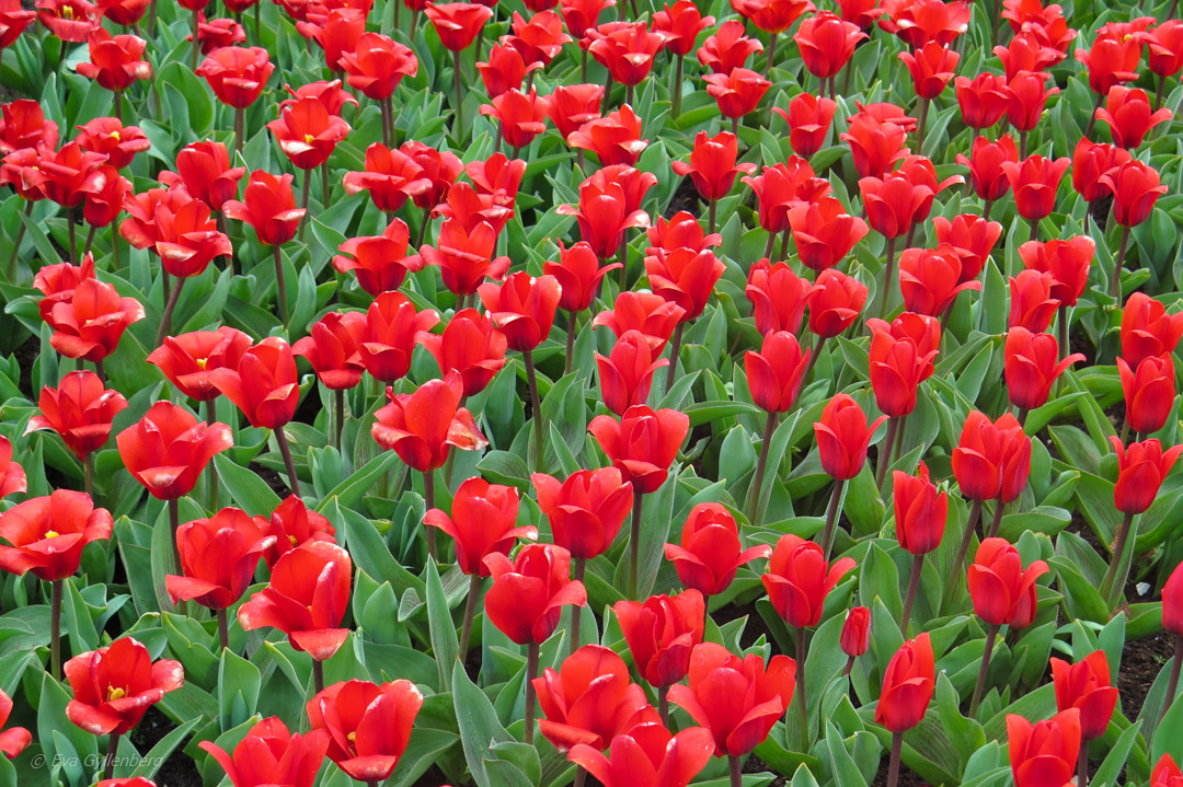 Keukenhof - Nederländerna