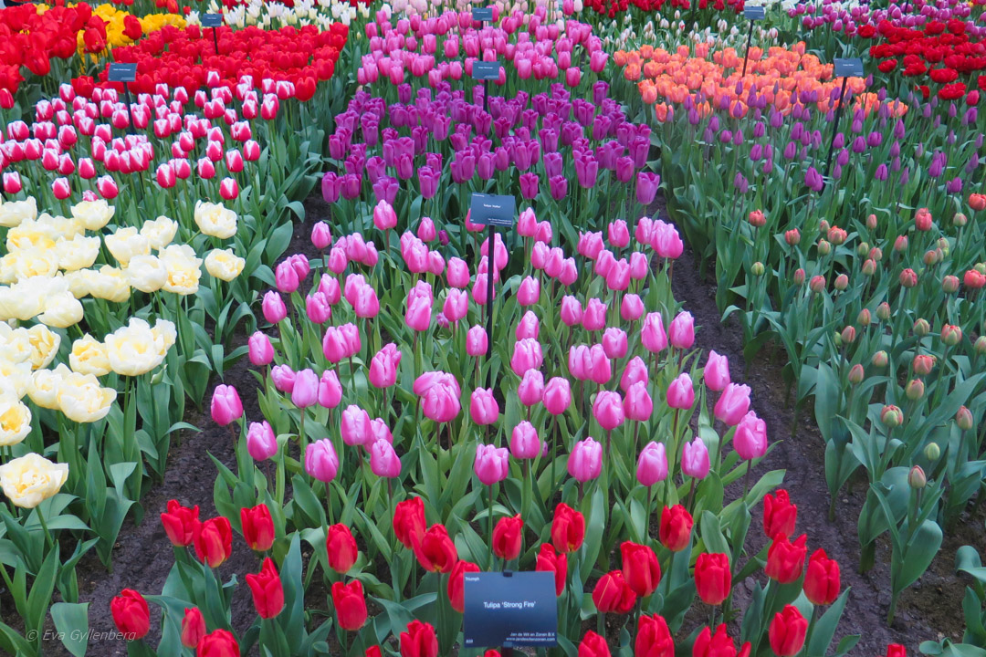 Keukenhof - Nederländerna
