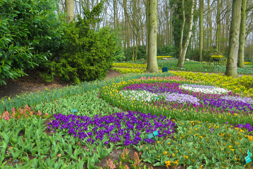 Keukenhof - Nederländerna