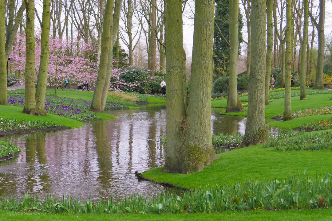 Keukenhof - Nederländerna