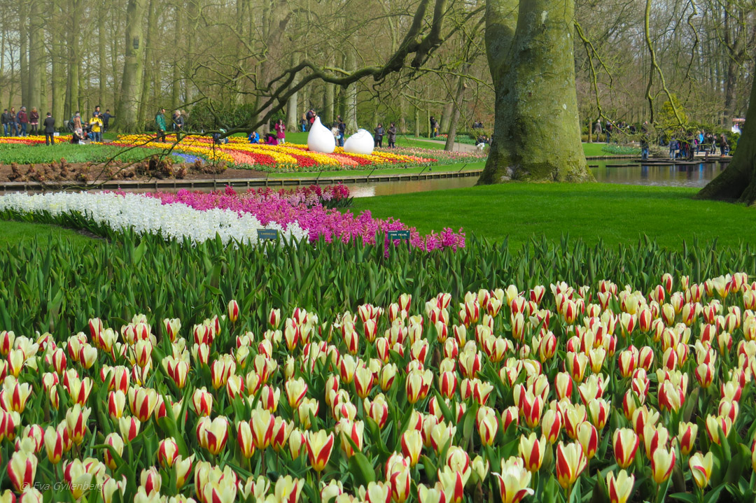 Keukenhof - Nederländerna