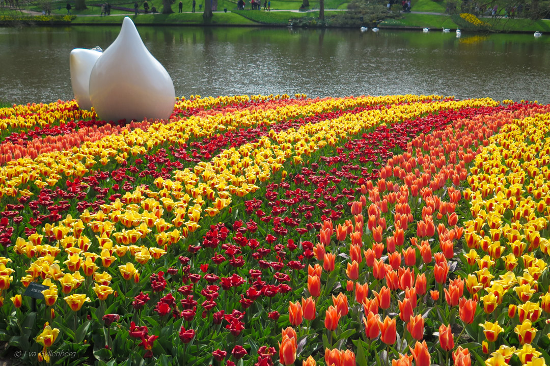 Keukenhof - Nederländerna
