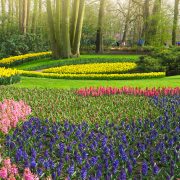 Keukenhof - Nederländerna