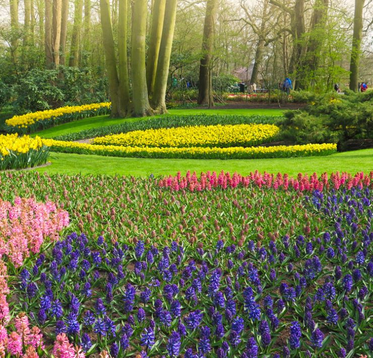 Keukenhof - Nederländerna