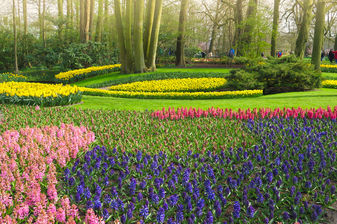 Keukenhof - Nederländerna