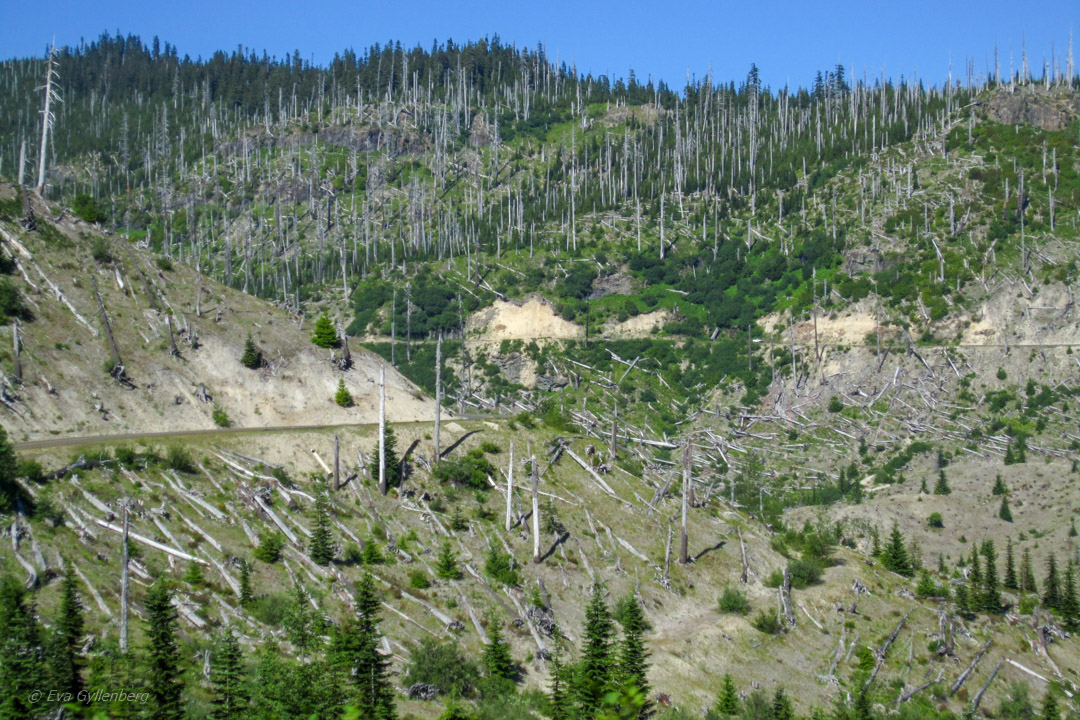 Mount St Helens - Windy Ridge