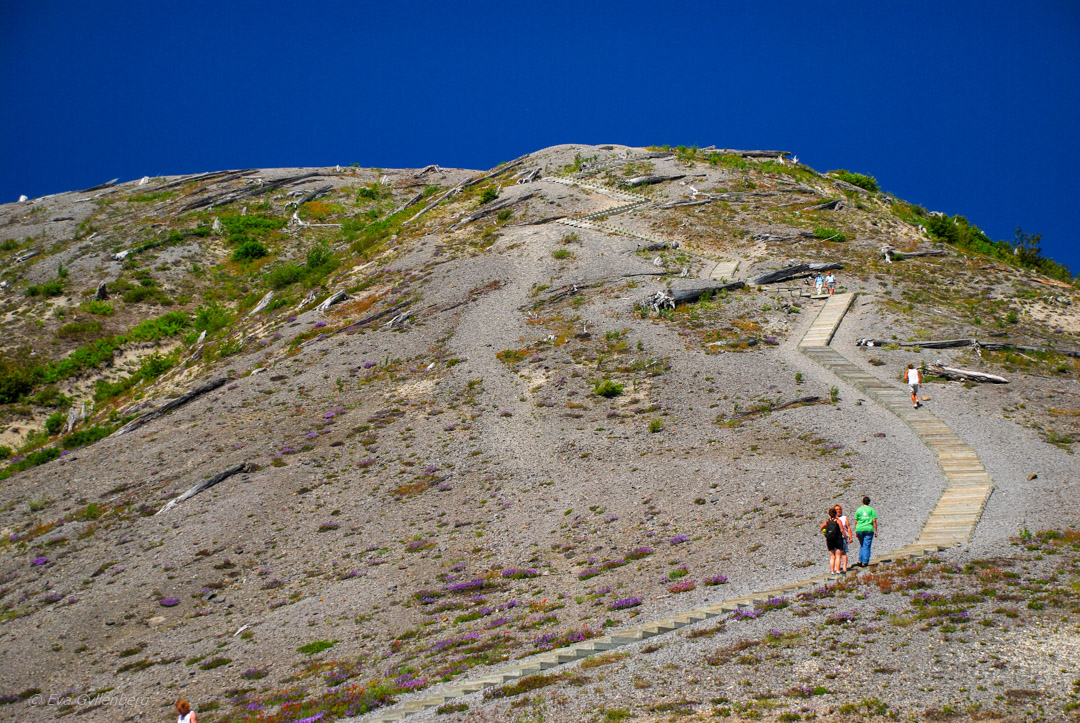 Windy Ridge - Mount St Helens