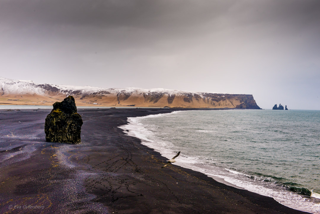 Iceland - Dyrholaey