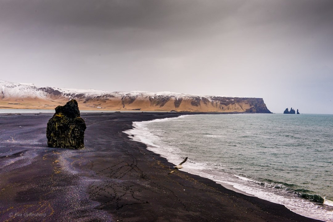 Island - Dyrholaey