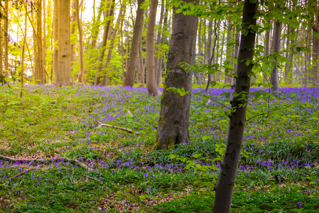 Normandie-Frankrike-Bluebells