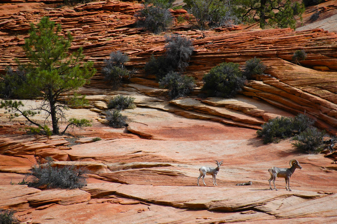 Zion National Park - Utah 