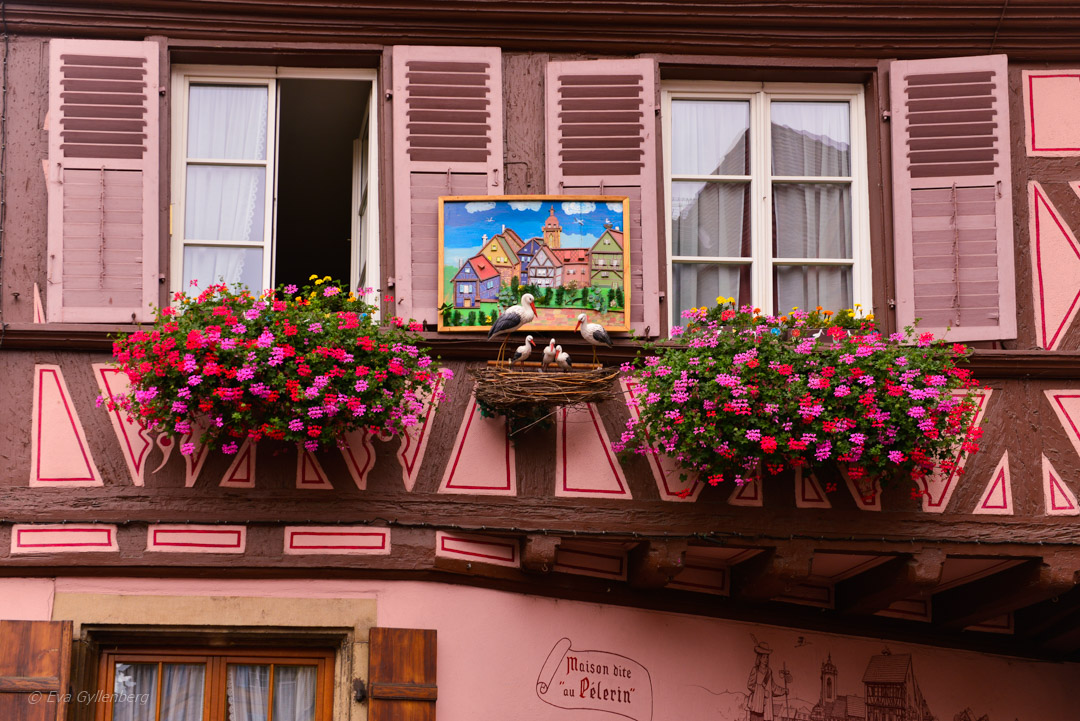 Storkar i Colmar