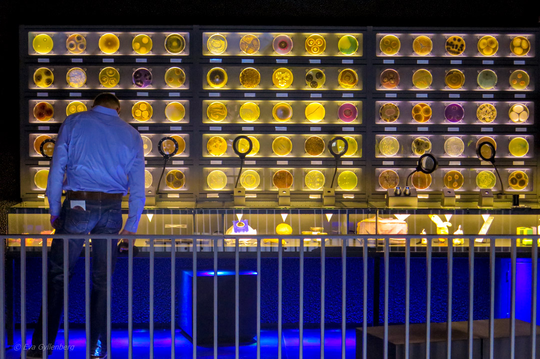 Amsterdam-Nederlanderna-Micropia