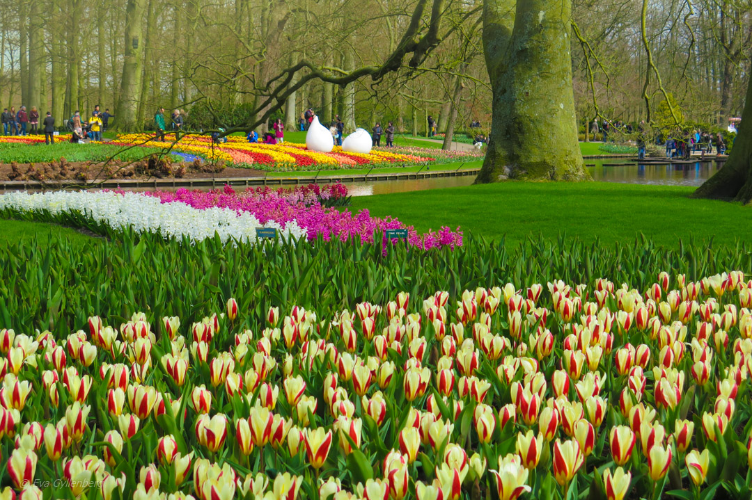 Amsterdam-Nederlanderna-Keukenhof