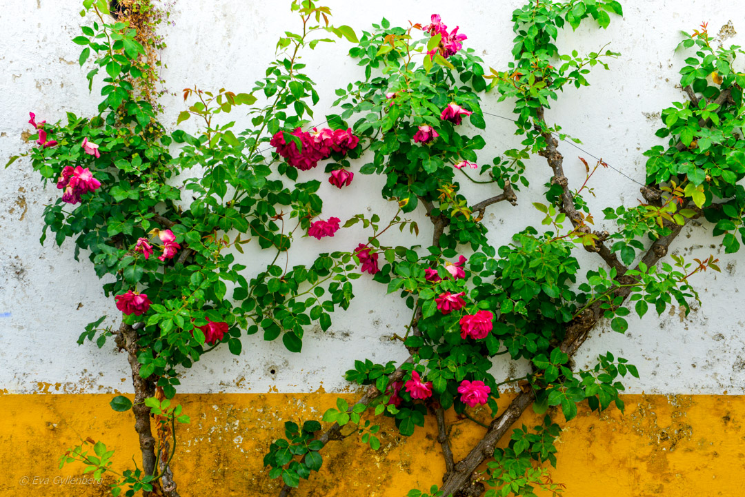 Obidos i Portugal