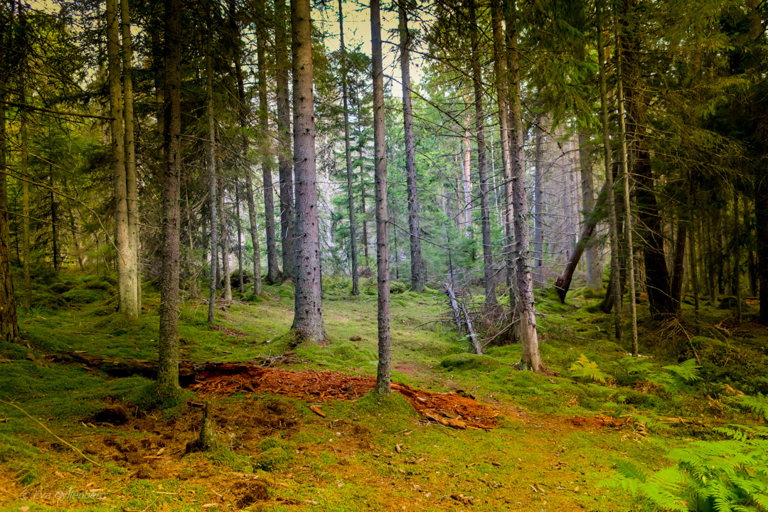 Tyresta nationalpark