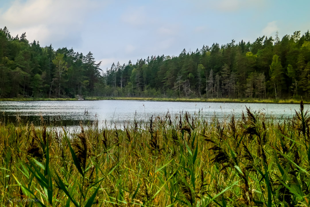 Tyresta nationalpark